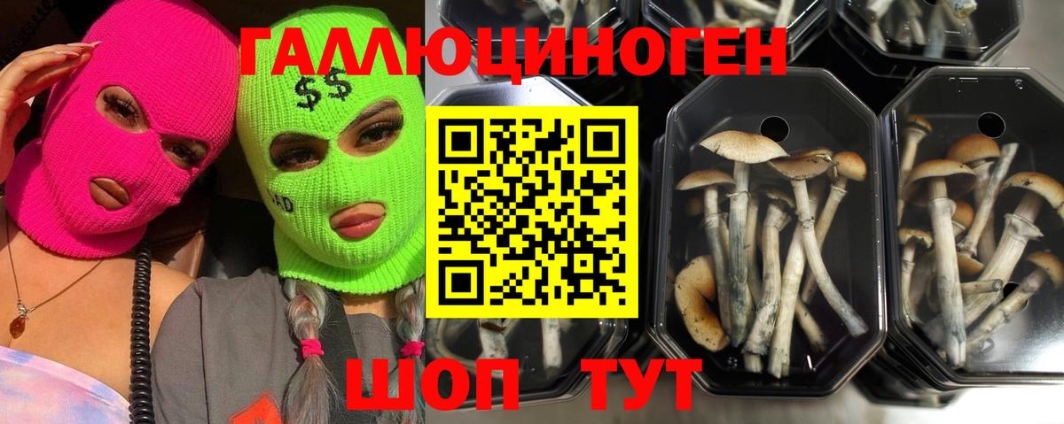 Галлюциногенные грибы Psilocybine cubensis  Вход с VPN  Муром 